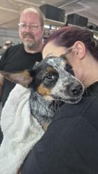 Reunited Female Dog last seen Franklin Blvd and Washington, Gastonia, NC 28052