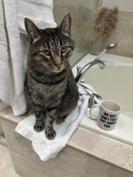 Lost Male Cat last seen Muirfield in Firewheel ests, Garland, TX 75044