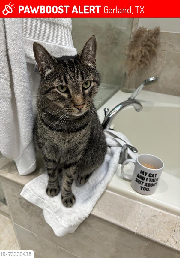 Lost Male Cat last seen Muirfield in Firewheel ests, Garland, TX 75044