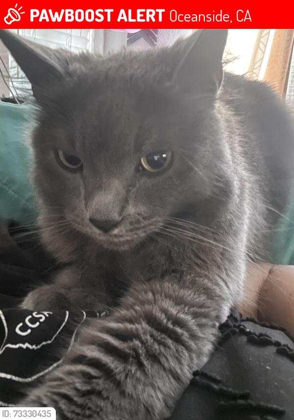 Lost Male Cat last seen Mission and mission gate, Oceanside, CA 92057