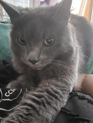 Lost Male Cat last seen Mission and mission gate, Oceanside, CA 92057