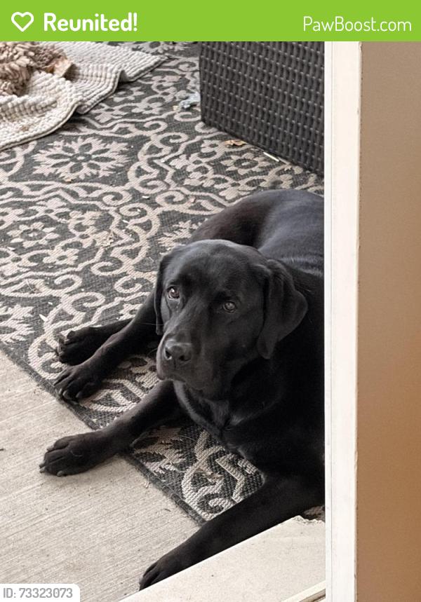 Reunited Female Dog last seen Lawnmeadow lane, River rd and Oswego rd, Naperville, IL 60540