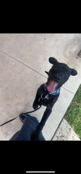 Reunited Male Dog last seen Commercial Ave and Kendelia St, San Antonio, TX 78221