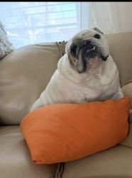Lost Male Dog last seen Near e Cambridge ave Scottsdale az 85257, Scottsdale, AZ 85257