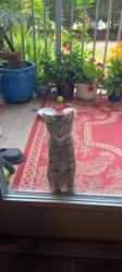 Reunited Female Cat last seen Mount Vernon and Blue Stone Rd, Sandy Springs, GA 30328