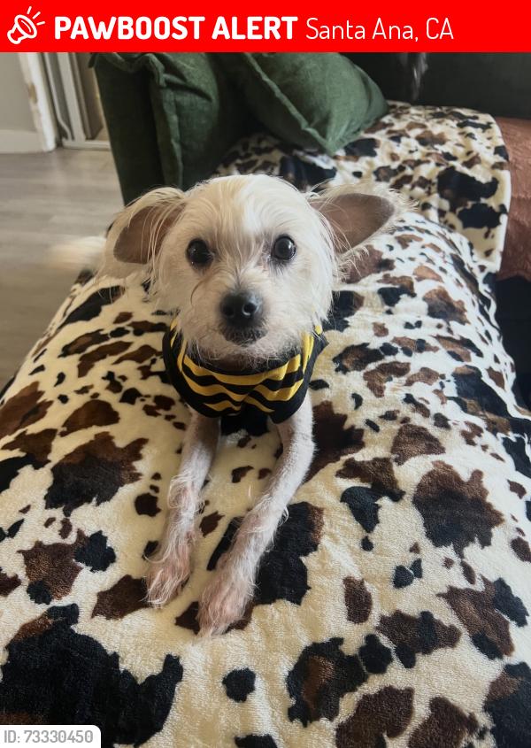 Lost Male Dog last seen Hazard newhope, Santa Ana, CA 92703