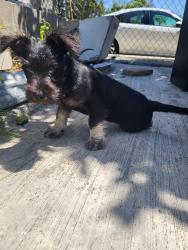 Reunited Male Dog last seen Oceanview SDCCE, San Diego, CA 92113