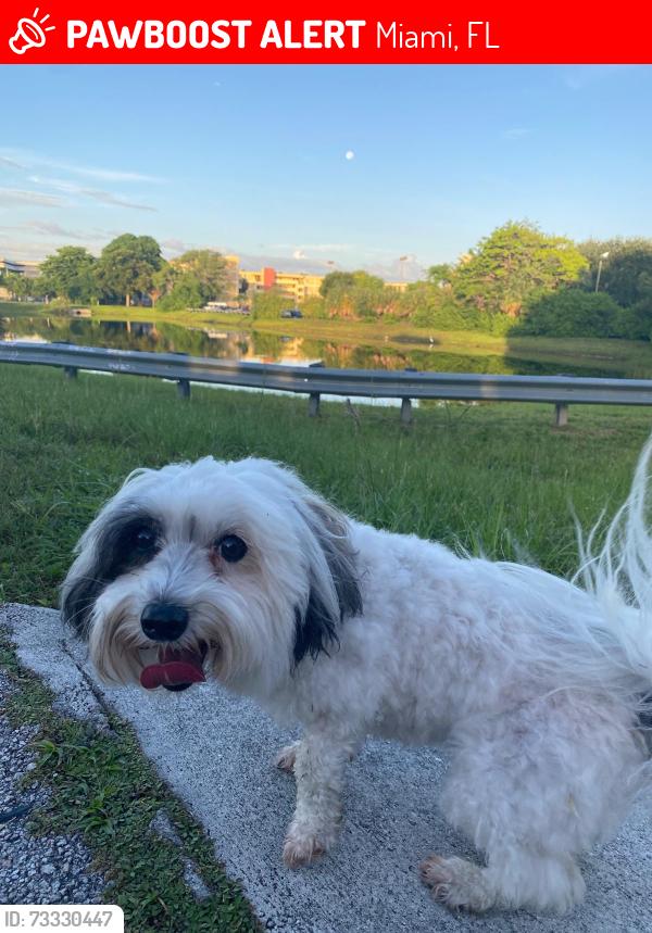 Lost Female Dog last seen Westchester Publix Parking on Flagler and 84 Street, Miami, FL 33126