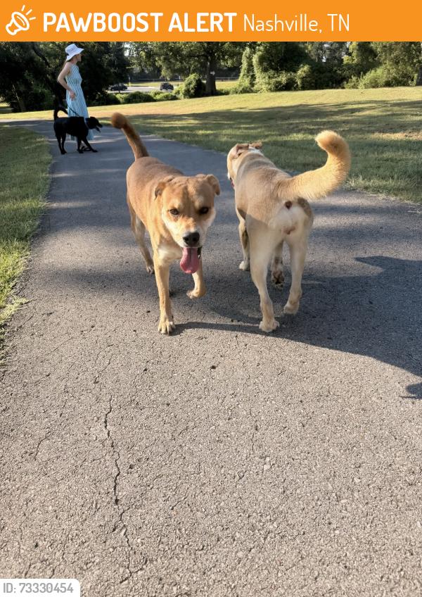 Found/Stray Unknown Dog last seen Charlotte park dog park, Nashville, TN 37209