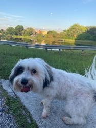 Lost Female Dog last seen Westchester Publix Parking on Flagler and 84 Street, Miami, FL 33126