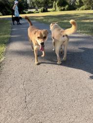Found/Stray Unknown Dog last seen Charlotte park dog park, Nashville, TN 37209