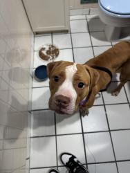 Found/Stray Female Dog last seen Richmond terrace, Staten Island, NY 10303