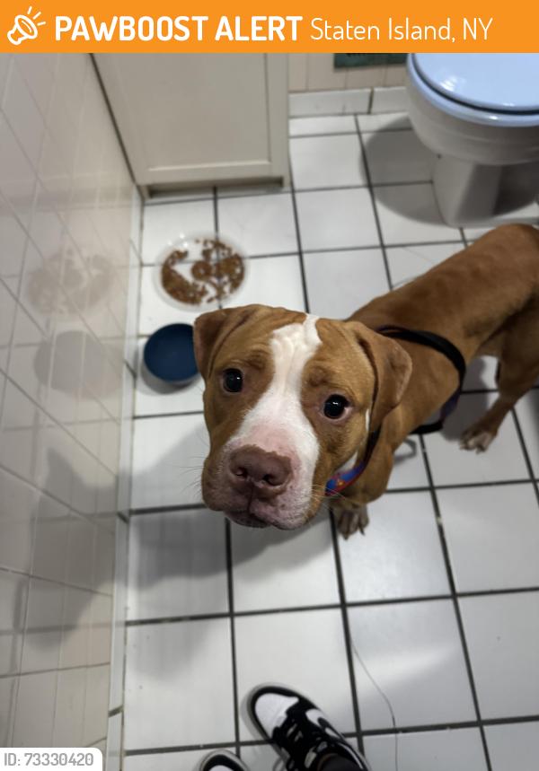 Found/Stray Female Dog last seen Richmond terrace, Staten Island, NY 10303