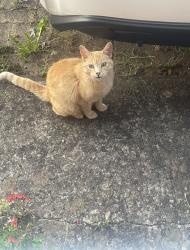 Reunited Female Cat last seen Branche Grove, BS13 0HB, Bristol, Bristol City, England 