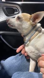Found/Stray Female Dog last seen Corner of Keowee and Webster, Dayton, OH 45402