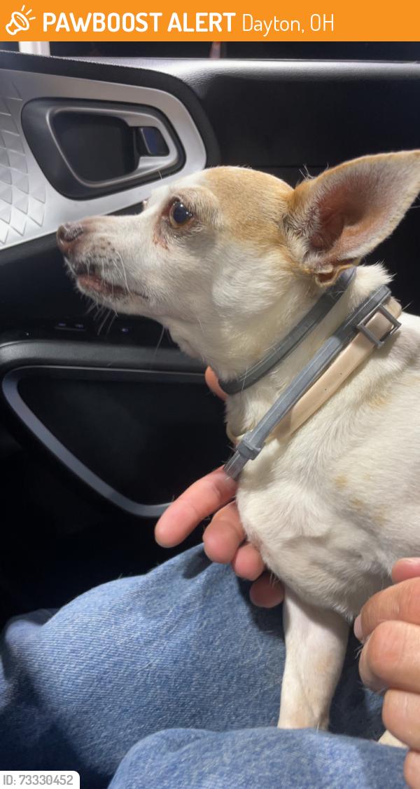 Found/Stray Female Dog last seen Corner of Keowee and Webster, Dayton, OH 45402
