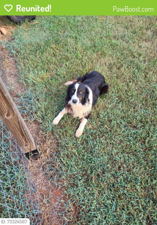 Reunited Male Dog last seen Arabian Way, Anderson, SC 29626