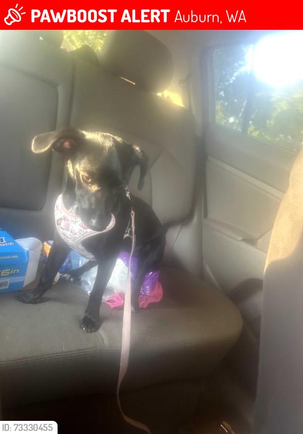 Found/Stray Female Dog last seen Seasons apts, Auburn, WA 98092