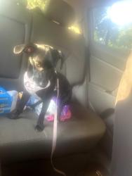 Reunited Female Dog last seen Seasons apts, Auburn, WA 98092