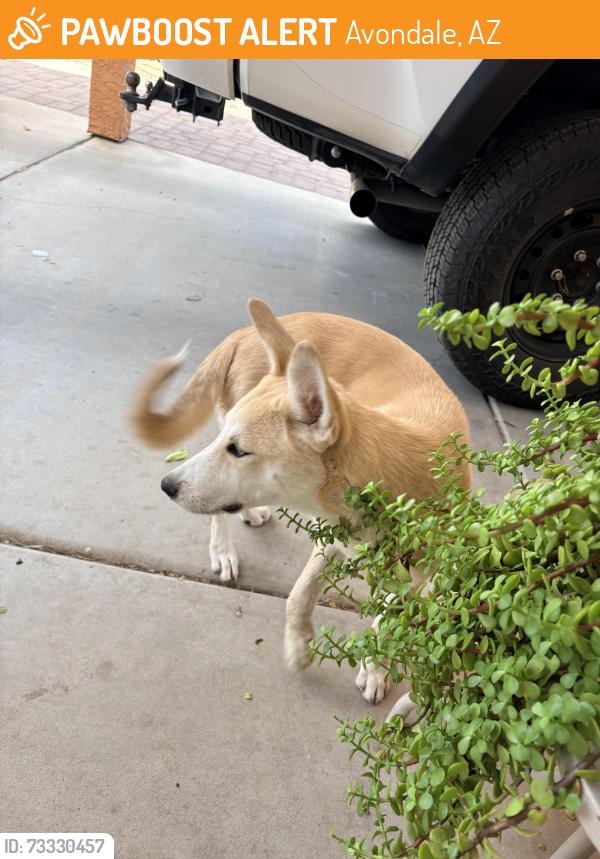 Found/Stray Male Dog last seen Central and Western, Avondale, AZ 85323