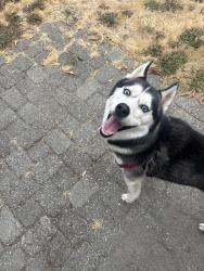 Reunited Male Dog last seen Columbine, Vancouver, WA 98661