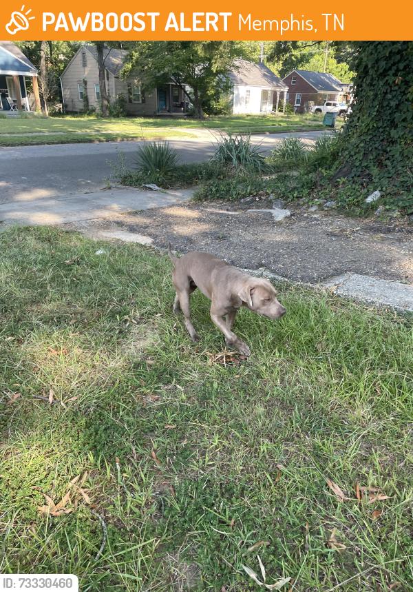 Found/Stray Male Dog last seen Southern and buck, Memphis, TN 38111