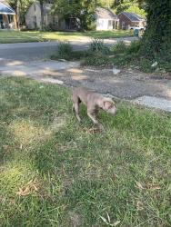 Found/Stray Male Dog last seen Southern and buck, Memphis, TN 38111