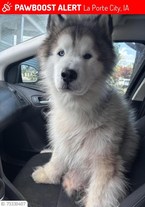 Lost Male Dog last seen Foulk Rd. / Mud Creek Bridge, La Porte City, IA 50651