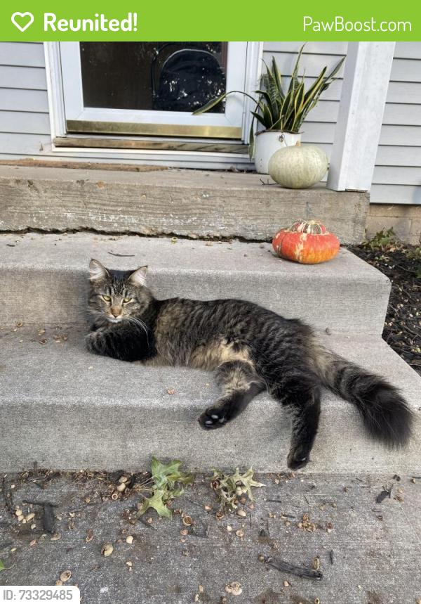 Reunited Female Cat last seen 71st and Outlook, Shawnee Mission, KS 66204