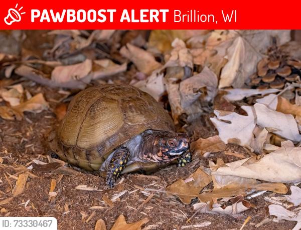Lost Male Reptile last seen Brillion Library, Brillion, WI 54110