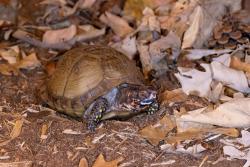Lost Male Reptile last seen Brillion Library, Brillion, WI 54110