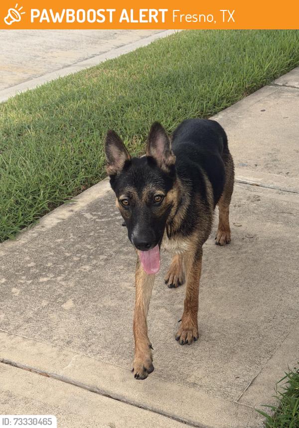 Found/Stray Unknown Dog last seen Found it by the lake, Fresno, TX 77545