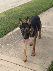 Found/Stray Unknown Dog last seen Found it by the lake, Fresno, TX 77545