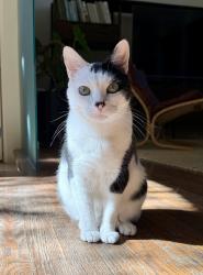 Reunited Male Cat last seen Crane x Dustin, Los Angeles, CA 90065