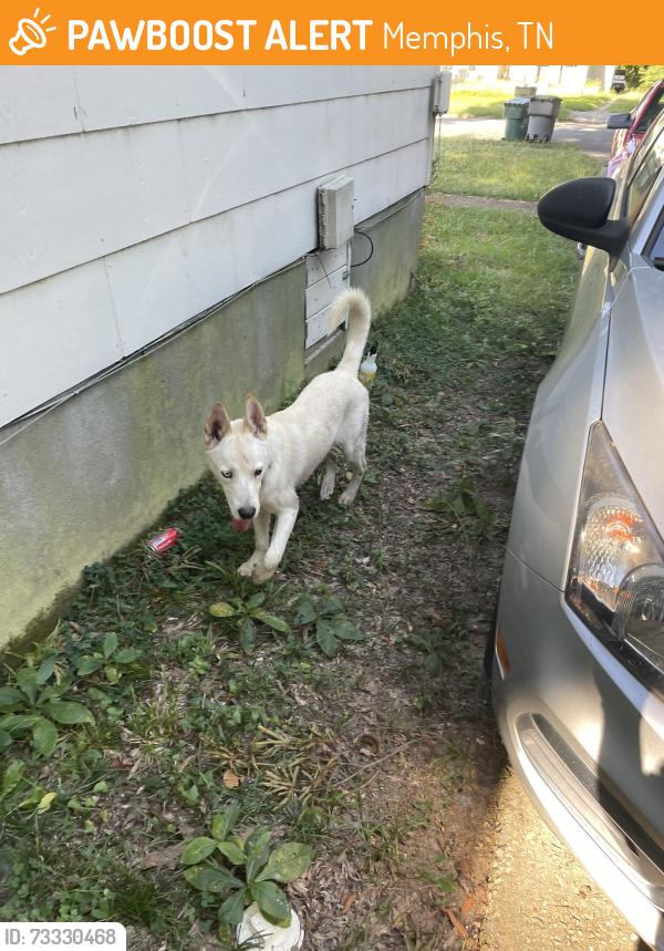 Found/Stray Male Dog last seen Southern and buck, Memphis, TN 38111