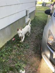Found/Stray Male Dog last seen Southern and buck, Memphis, TN 38111