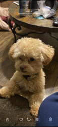 Lost Male Dog last seen Red oak and maple, Cedar Park, TX 78613