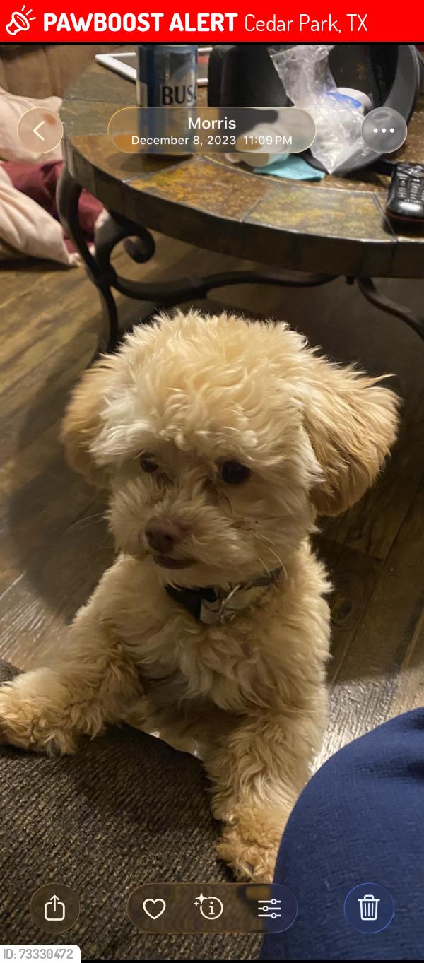 Lost Male Dog last seen Red oak and maple, Cedar Park, TX 78613