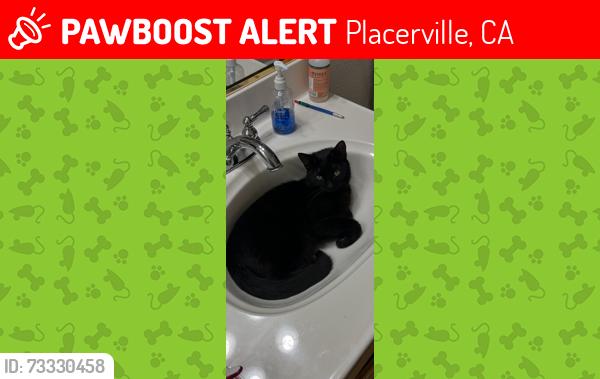 Lost Female Cat last seen Clay St & Anderson Ct, Placerville, CA 95667