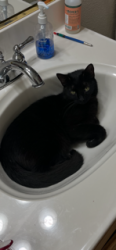 Lost Female Cat last seen Clay St & Anderson Ct, Placerville, CA 95667