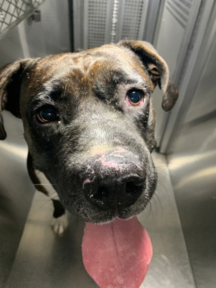Shelter Stray Male Dog last seen Near Cole st, South District, TX, 355 Hillshire Dr, Haslet, TX 76052, USA