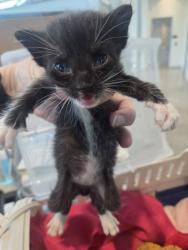 Shelter Stray Male Cat last seen Near E Cannon St, Central District, TX, 355 Hillshire Dr, Haslet, TX 76052, USA