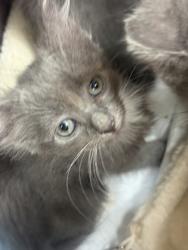 Shelter Stray Female Cat last seen Near MARTIN ST, East District, TX, 355 Hillshire Dr, Haslet, TX 76052, USA