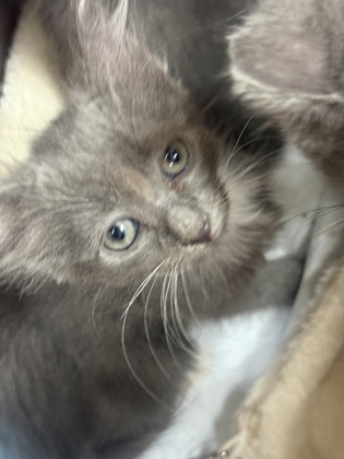 Shelter Stray Female Cat last seen Near MARTIN ST, East District, TX, 355 Hillshire Dr, Haslet, TX 76052, USA
