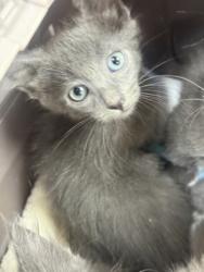 Shelter Stray Male Cat last seen Near MARTIN ST, East District, TX, 355 Hillshire Dr, Haslet, TX 76052, USA