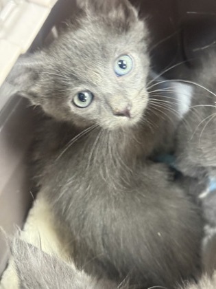 Shelter Stray Male Cat last seen Near MARTIN ST, East District, TX, 355 Hillshire Dr, Haslet, TX 76052, USA