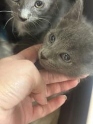 Shelter Stray Female Cat last seen Near MARTIN ST, East District, TX, 355 Hillshire Dr, Haslet, TX 76052, USA