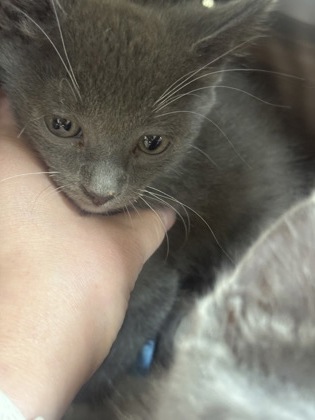 Shelter Stray Male Cat last seen Near MARTIN ST, East District, TX, 355 Hillshire Dr, Haslet, TX 76052, USA