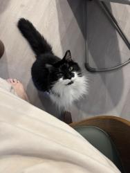 Reunited Male Cat last seen CVS has gf broad street, Orlando, FL 32814