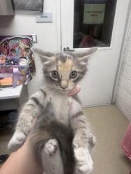 Shelter Stray Female Cat last seen Near MARTIN ST, East District, TX, 355 Hillshire Dr, Haslet, TX 76052, USA